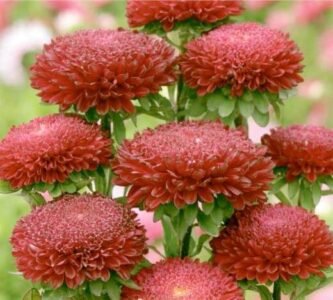 Pompon Dark Red China Aster Seeds