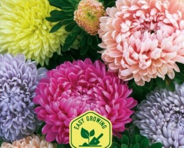 Pompon Mix China Aster Seeds