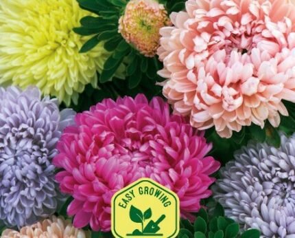 Pompon Mix China Aster Seeds