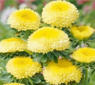 Pompon Yellow China Aster Seeds