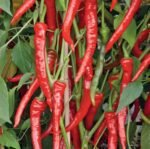 Poseidon Chili Pepper Seeds
