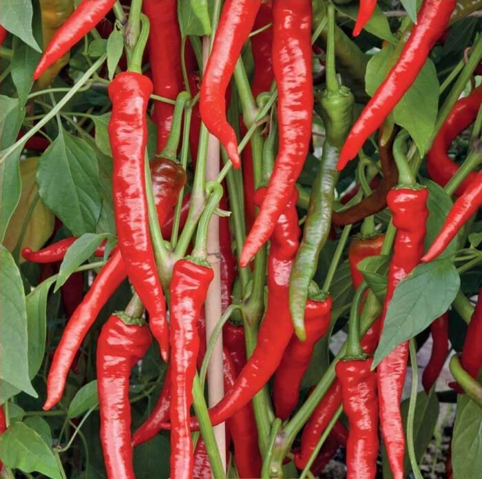Poseidon Chili Pepper Seeds