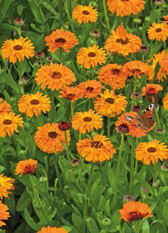 Pot Marigold Seeds
