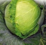 Pourovo Polopozdni White Cabbage Seeds