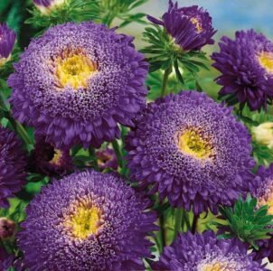 Princess Blue China Aster Seeds