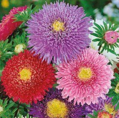 Princess China Aster Flower Seeds Mix