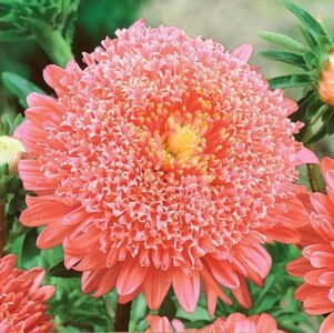 Princess Pink China Aster Seeds