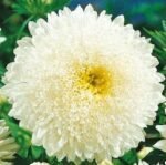 Princess White China Aster Seeds