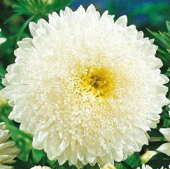 Princess White China Aster Seeds