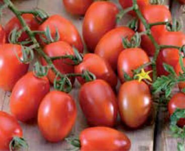 Principe Borghese Tomato Seeds