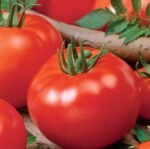 Promyk Tomato Seeds