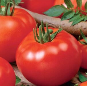 Promyk Tomato Seeds