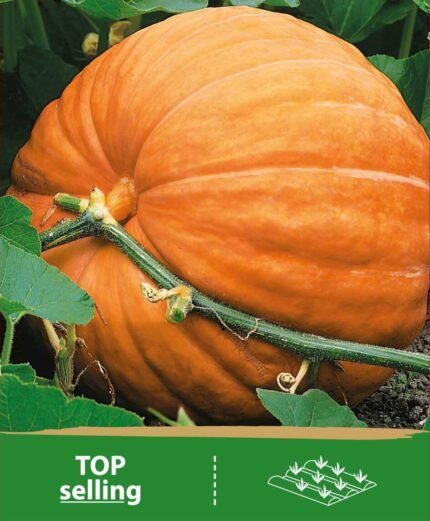 Pumpkin & Squash Seeds