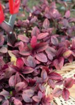 Purple Amarant Seeds