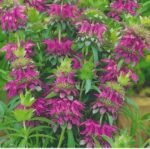 Purple Bee balm Seeds