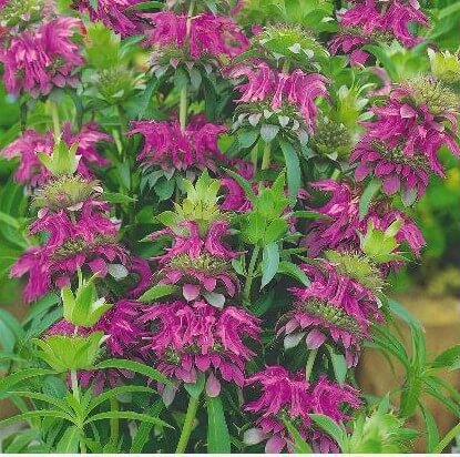 Purple Bee balm Seeds