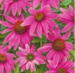 Purple Coneflower Seeds