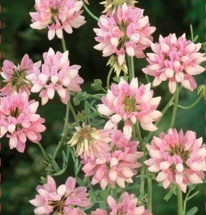 Purple Crown Vetch Seeds