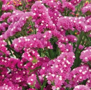 Purple Statice Seeds