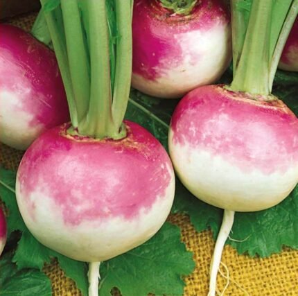 Purple Top White Globe Turnip Seeds