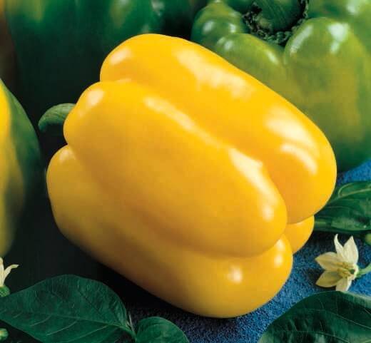 Quadrato D'asti Giallo Sweet Pepper Seeds Quadrato D'asti Giallo Sweet Pepper Seeds