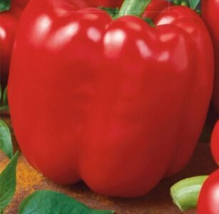 Quadrato  D'asti Rosso Sweet Pepper Seeds