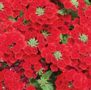 Quartz H Red Verbena Flower Seeds