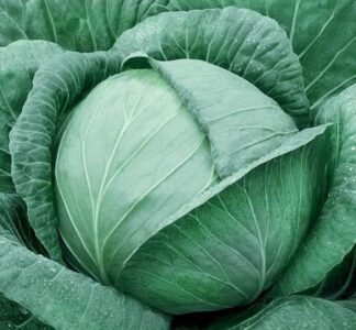 Quintal D'alsace White Cabbage Seeds