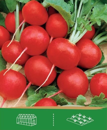 Radish Seeds