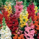 Rainbow Common Snapdragon Seeds