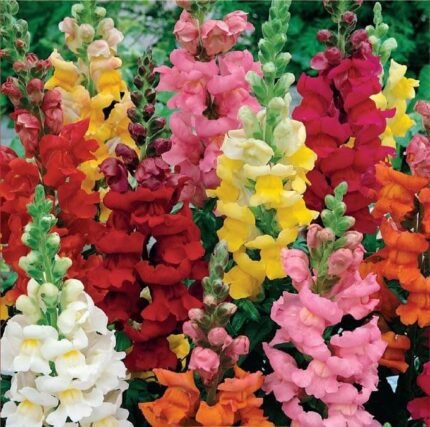 Rainbow Common Snapdragon Seeds