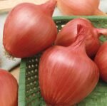 Ramata Rosso Di Milano Onion Seeds
