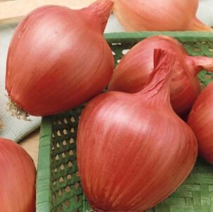 Ramata Rosso Di Milano Onion Seeds