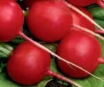 Raxe Organic Radish Seeds