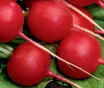 Raxe Organic Radish Seeds
