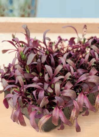 Red Beet Micro Greens Seeds