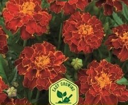 Red Brocade French Marigold Seeds