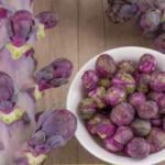 Red Bull Brussels Sprout Seeds