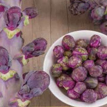 Red Bull Brussels Sprout Seeds Red Bull Brussels Sprout Seeds