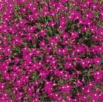 Red Cascade Garden Lobelia Seeds