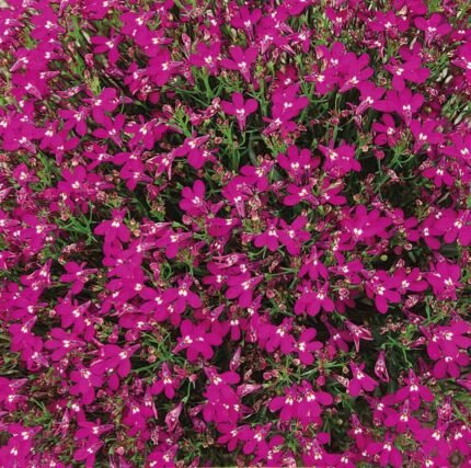 Red Cascade Garden Lobelia Seeds