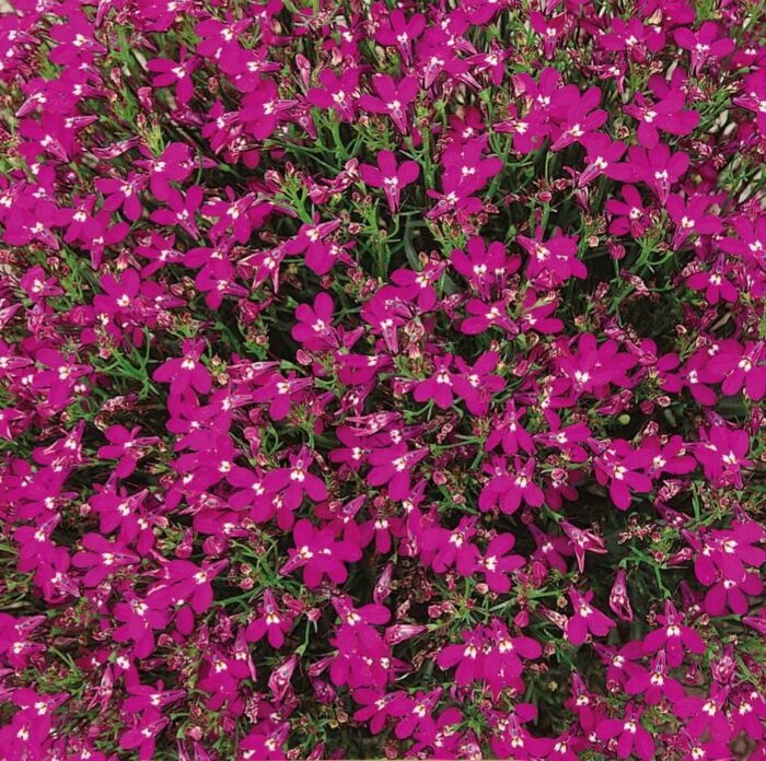 Red Cascade Garden Lobelia Seeds