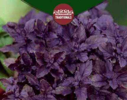 Red Rubin Sweet Basil Seeds