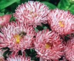 Red Striped Dwarf China Aster Seeds