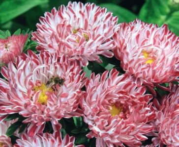 Red Striped Dwarf China Aster Seeds