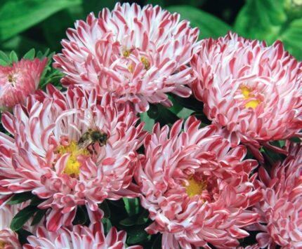 Red Striped Dwarf China Aster Seeds