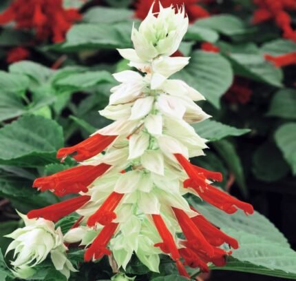 Reddy White Surprise Scarlet Sage Seeds