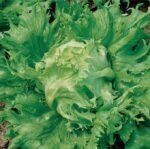 Regina Dei Ghiacci Lettuce Seeds