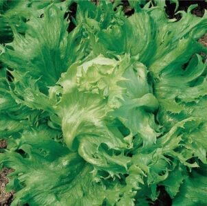 Regina Dei Ghiacci Lettuce Seeds