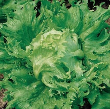 Regina Dei Ghiacci Lettuce Seeds